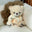 Teddy Bear ( 25 cm )